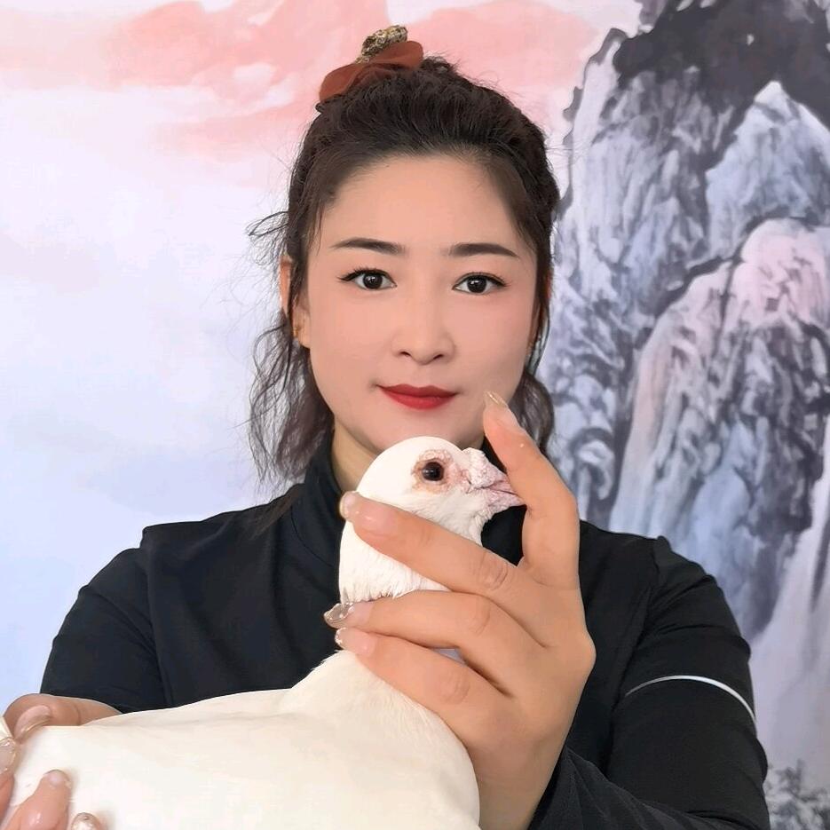 搏观吉祥信鸽