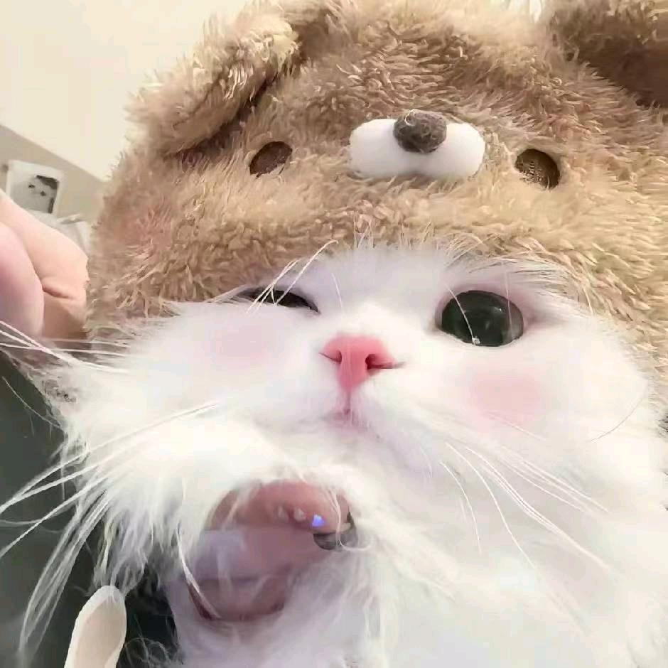 陈嘉