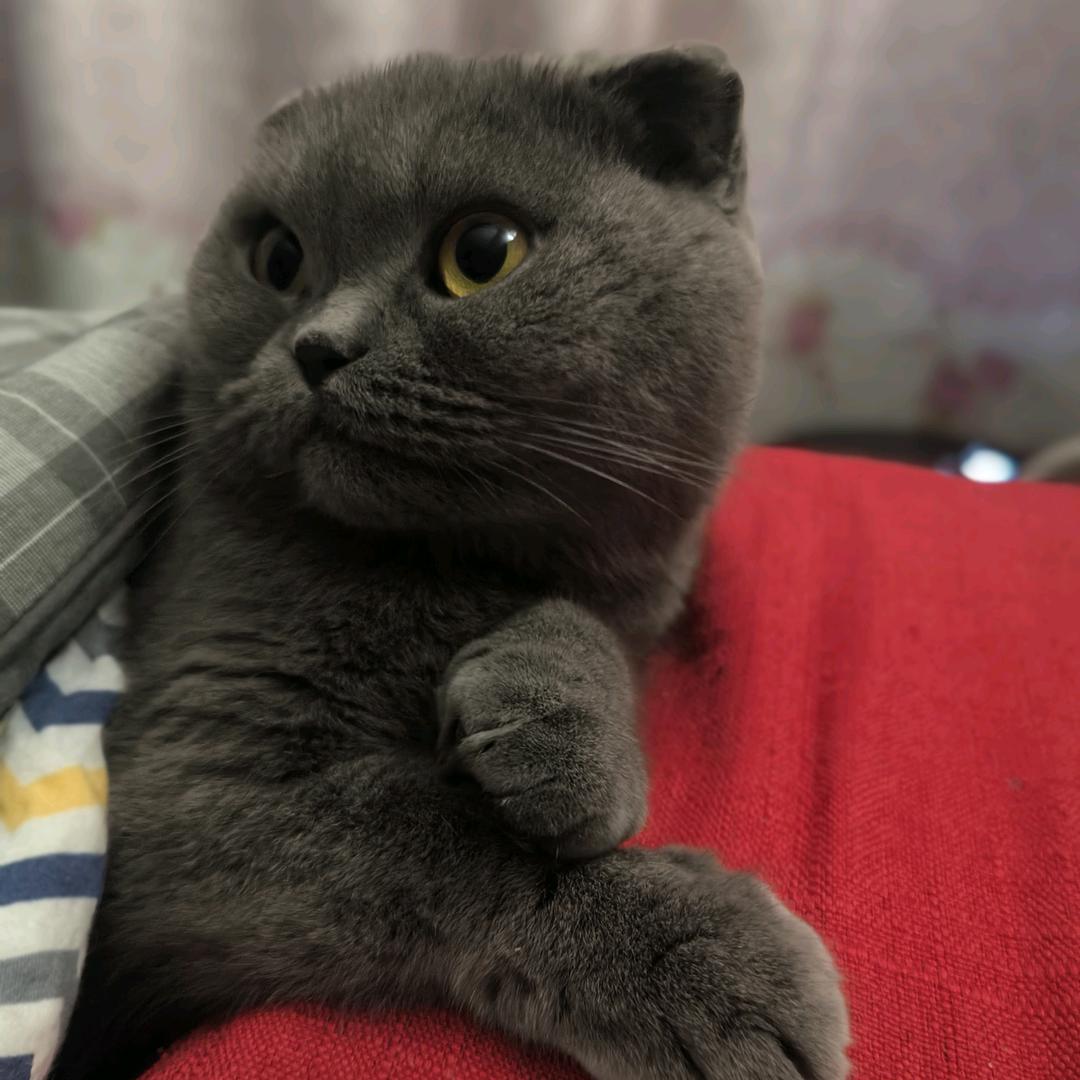 ཀཽ༜招财猫的ཀ小铃铛