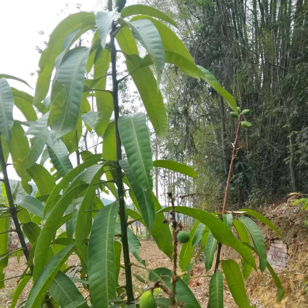 金嗓子罗奶奶（1950）