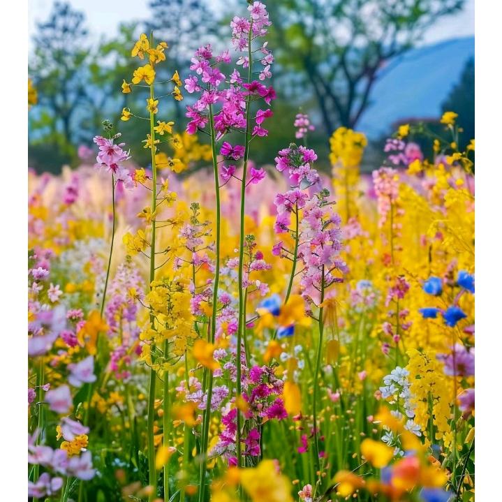 🍓এ᭄凤凰ꦿ涅槃🌟 ོ࿐ᩚ浴火༺重生