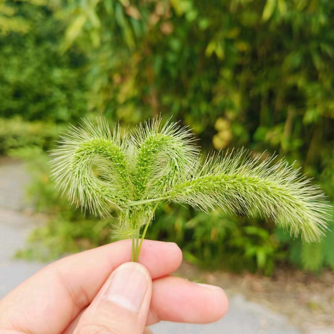 无名花