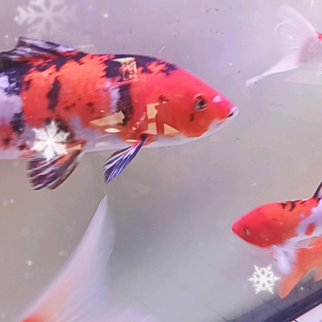 平敬网络
