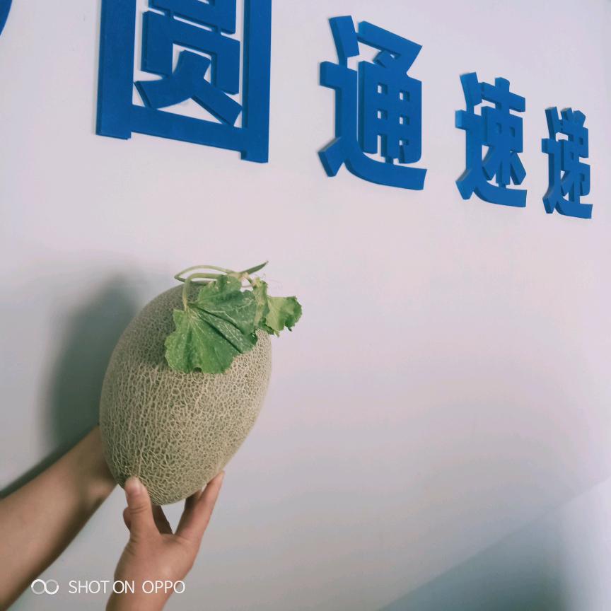 （香梨大道圆通）庞杨水果店直供店
