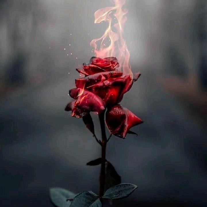 《破茧成蝶》🌻🌻🌻