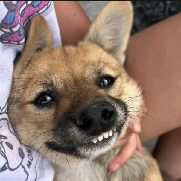 苏打绿