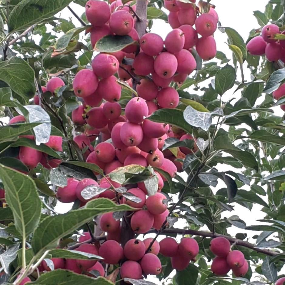 丰硕成果
