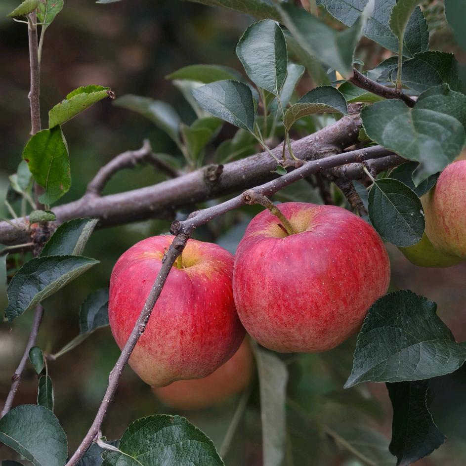 昭阳区惠臻水果店