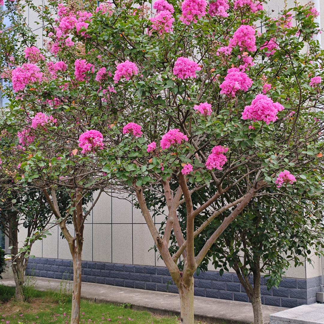 我天天会看你的🍎🍎🌹🌹🌺🌺☕