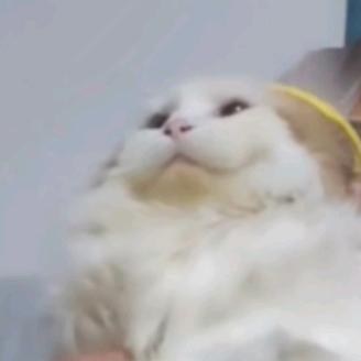 胖虎和猜猜喵～