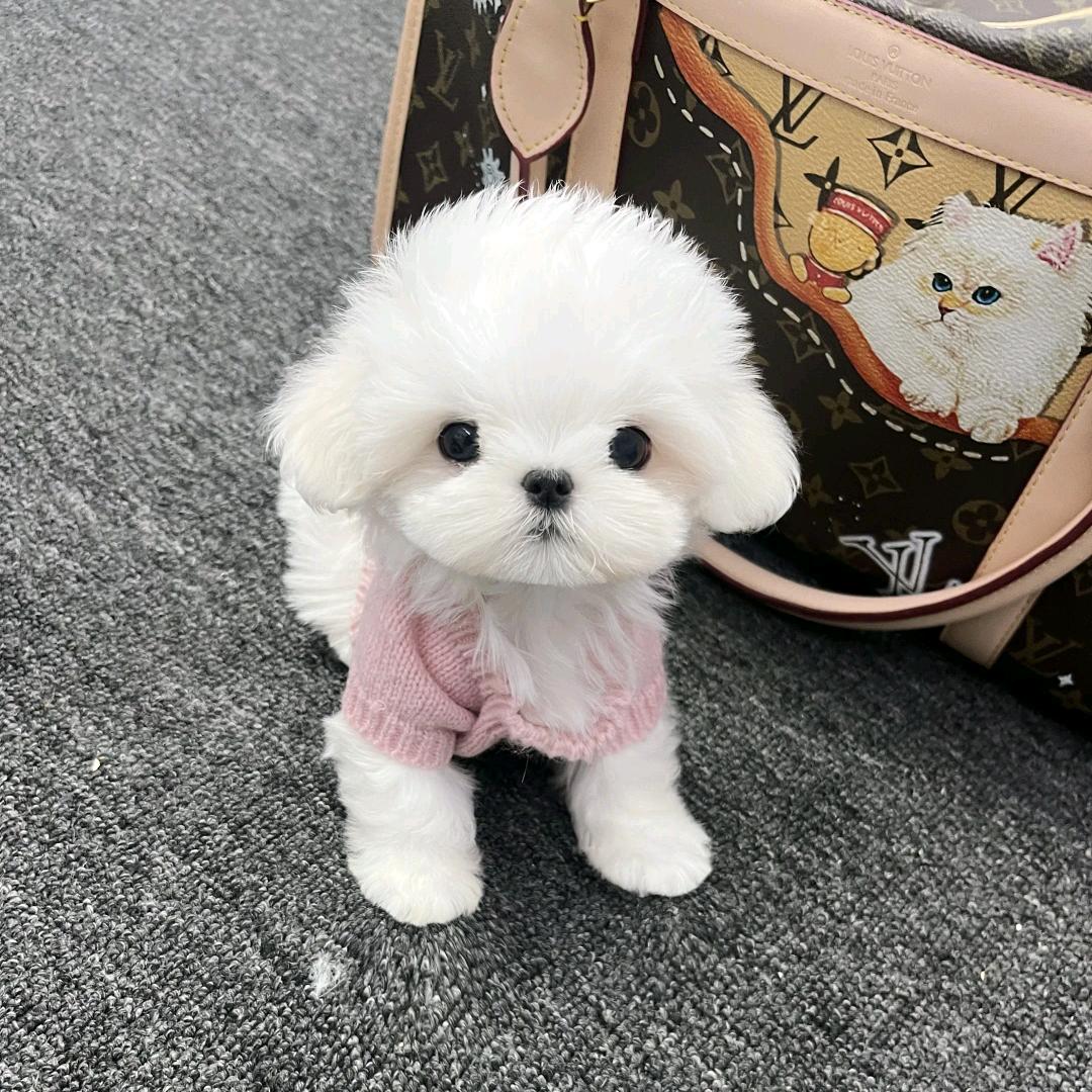 比熊有小狗味🐶