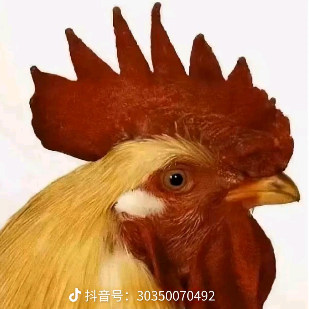 (›´ω`‹ )