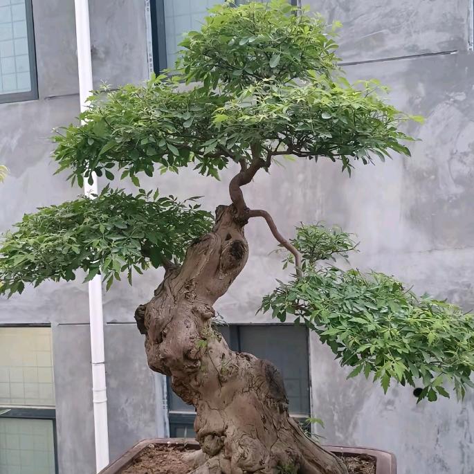 陈帅伟易县星星盆景优品小铺
