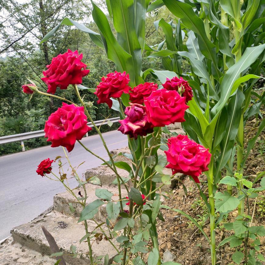 明天更好，小红姐