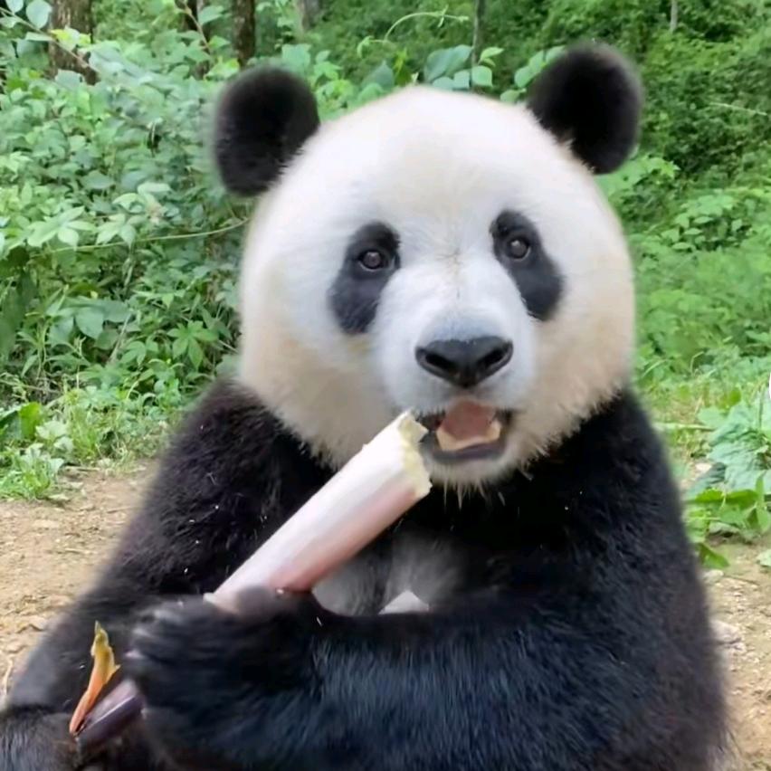 拉萨熊猫冲浪火锅官方号