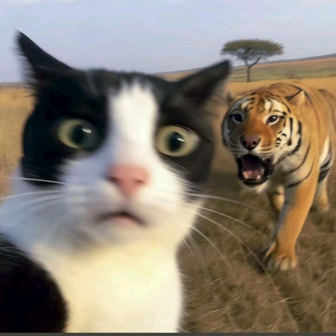 德吉