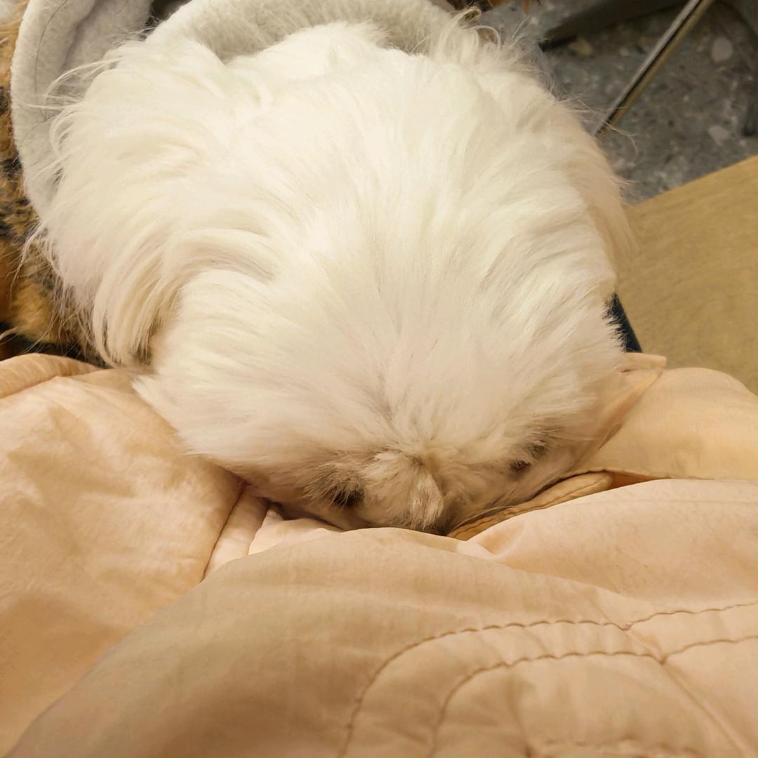 好吧头像