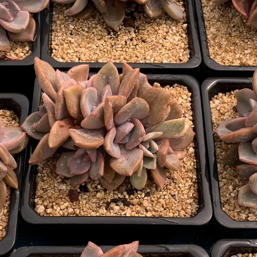 穗岁创意园艺屋