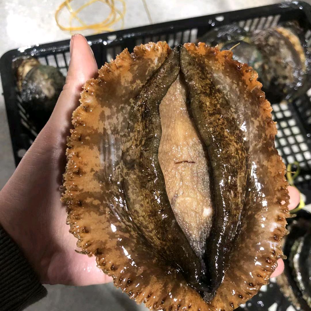 东山岛鲍三代海产店