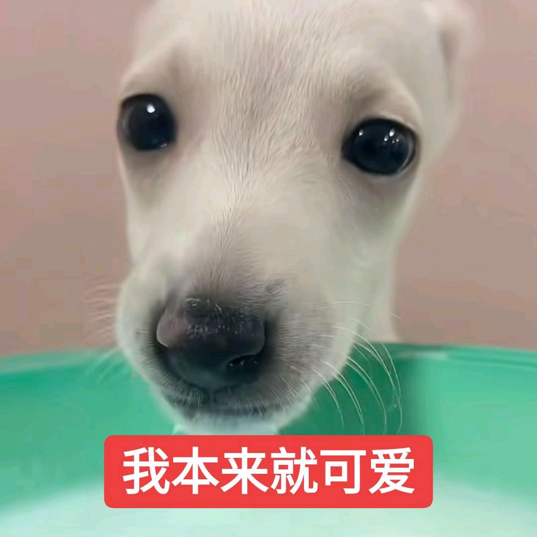 榴莲鼠鼠