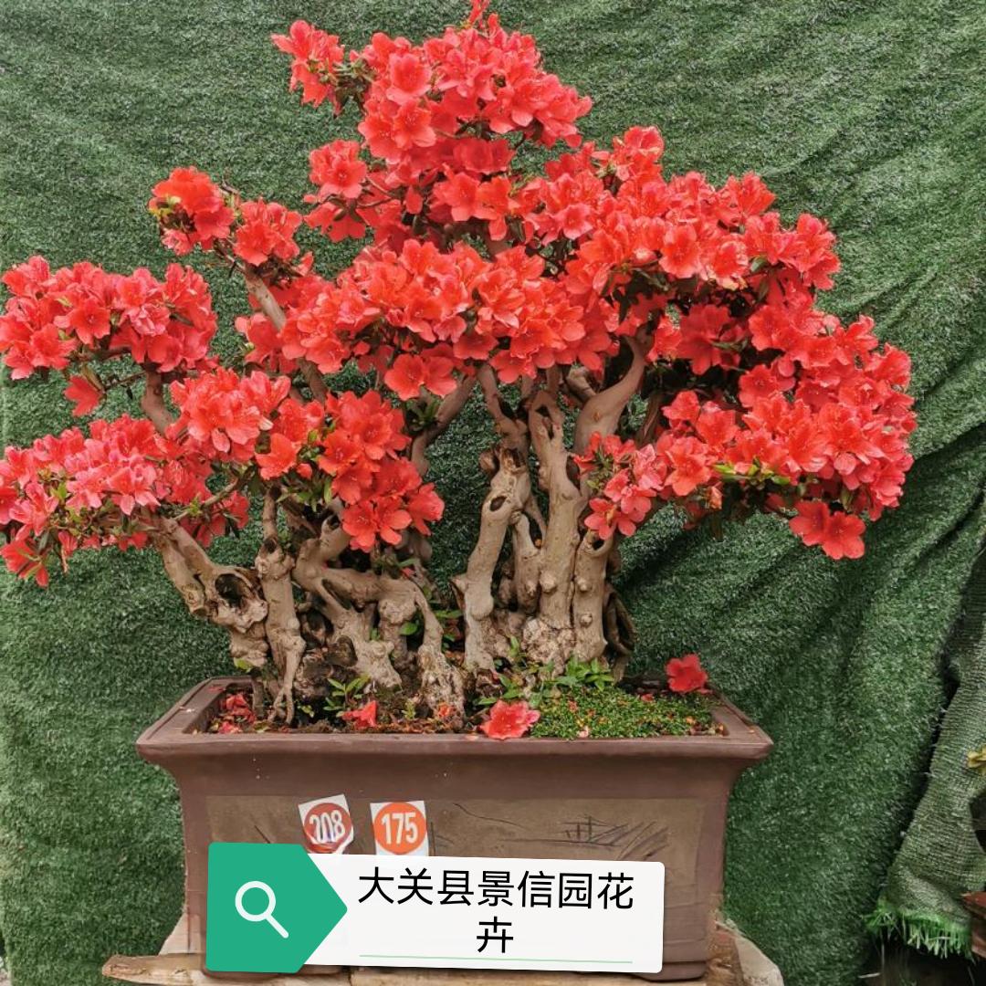大关县景信园花卉