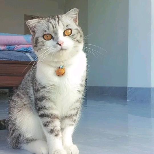 ✨招财是只猫