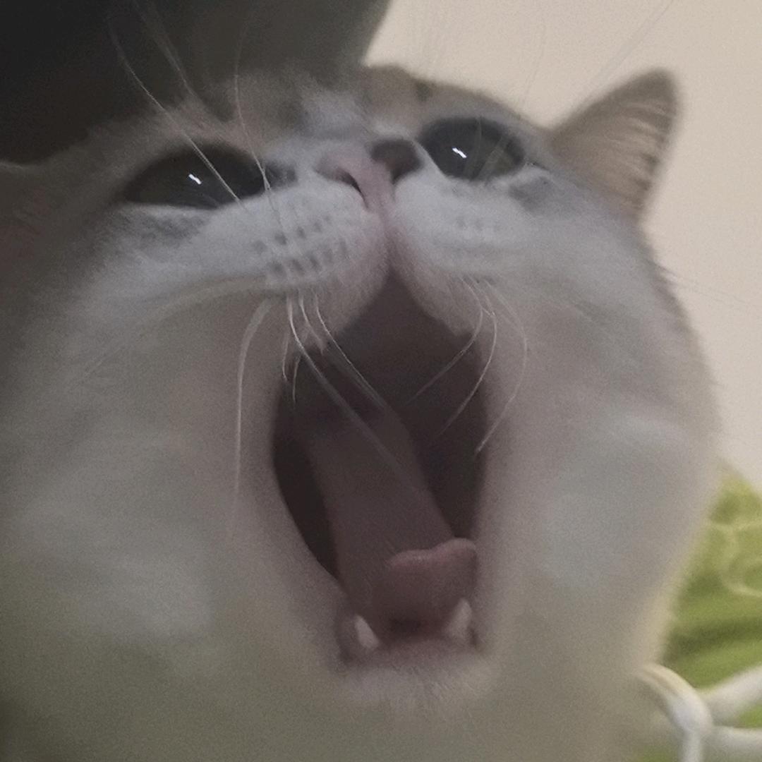 ˄·͈༝·͈˄