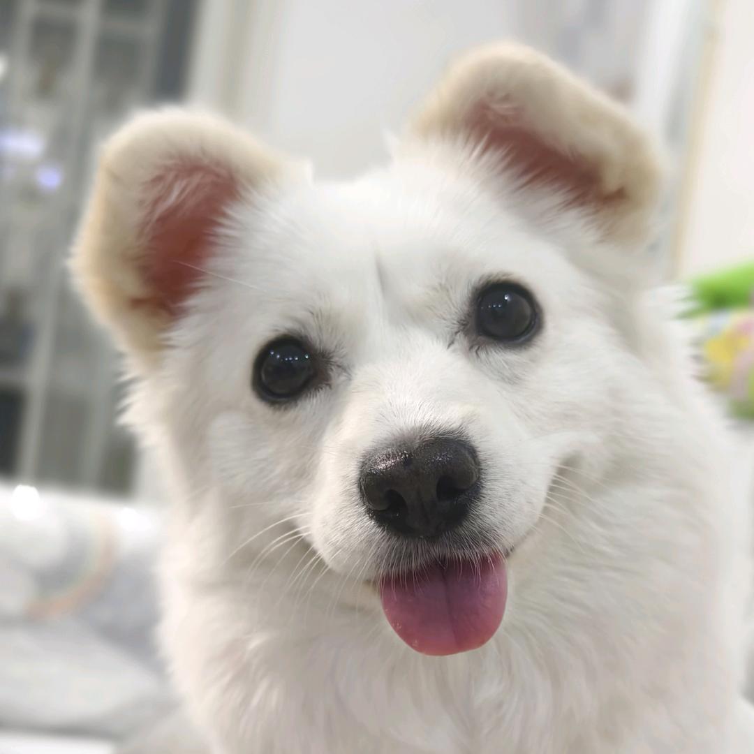 胖丫丫