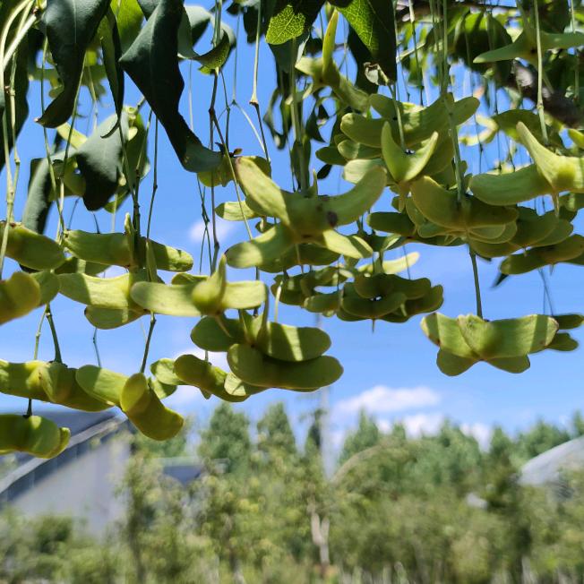潍坊金丝吊蝴蝶基地