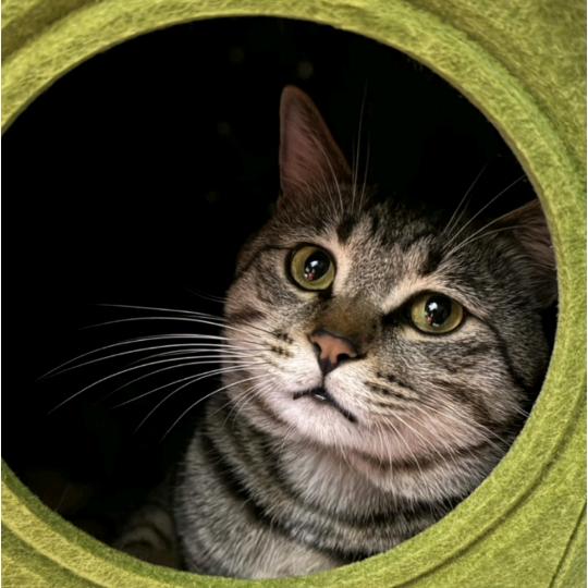 咪咪的御用铲屎官