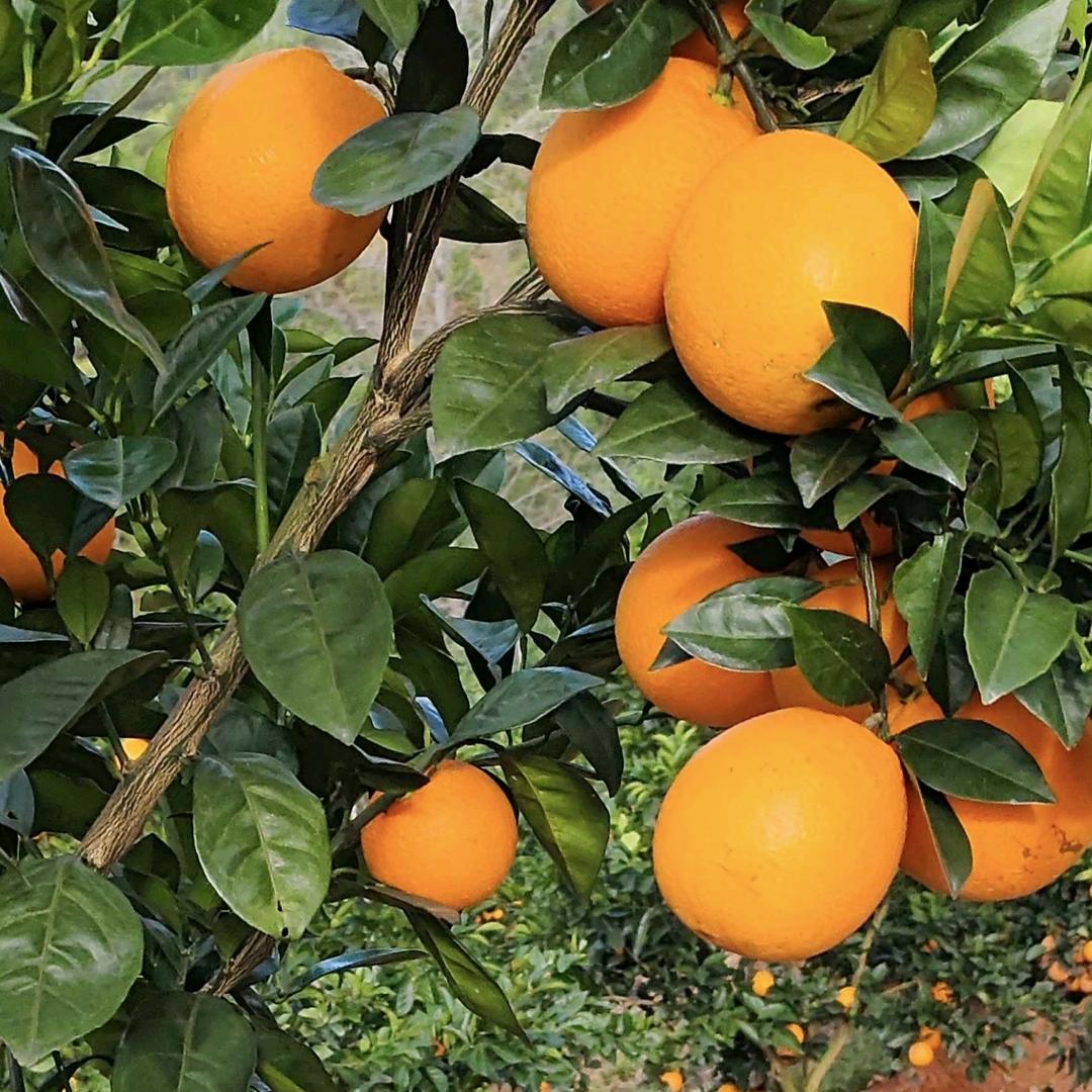 @赣南农产品销售