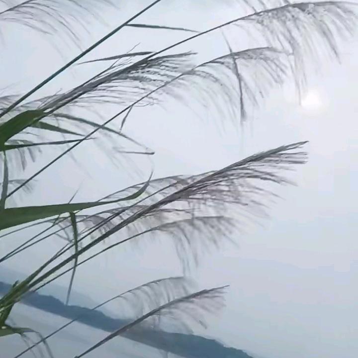 雅雅
