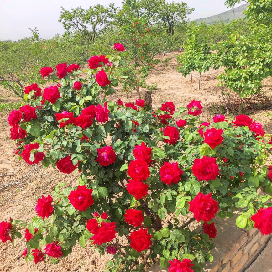 笑颜如花