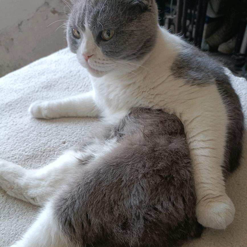 我爱我家小猫咪