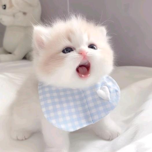 想给全天下小猫一个家