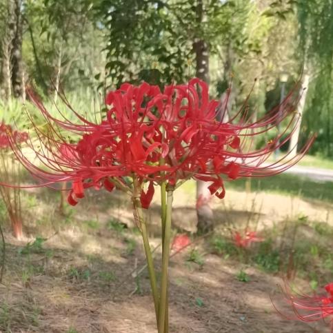 @᭄ঞৣঁ᭄ℯ⃝ღ᭄: 💞释怀ℳঞᩚ