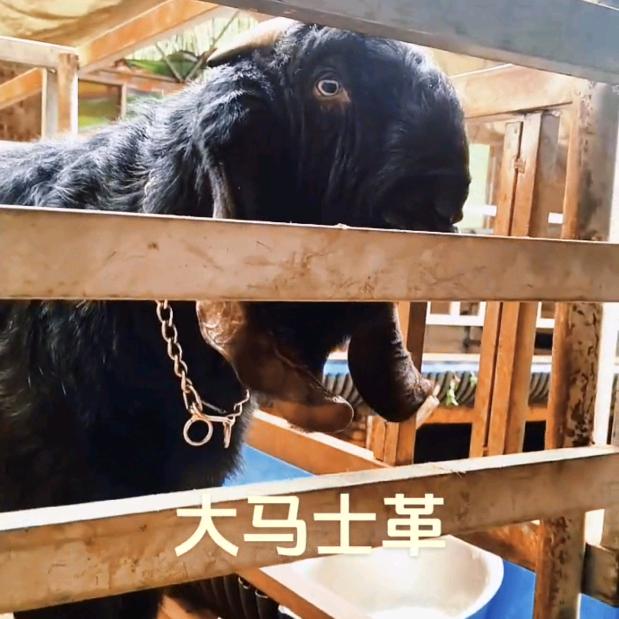 山羊生态养殖牧业