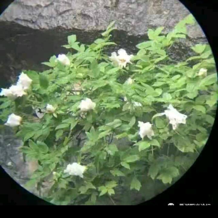 爱你无悔