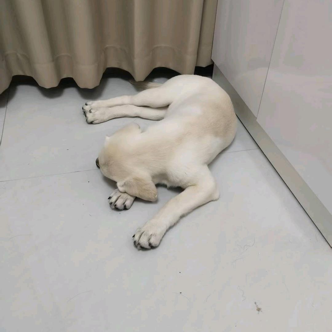 蔡少
