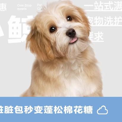 小鲸姨24H宠物洗护