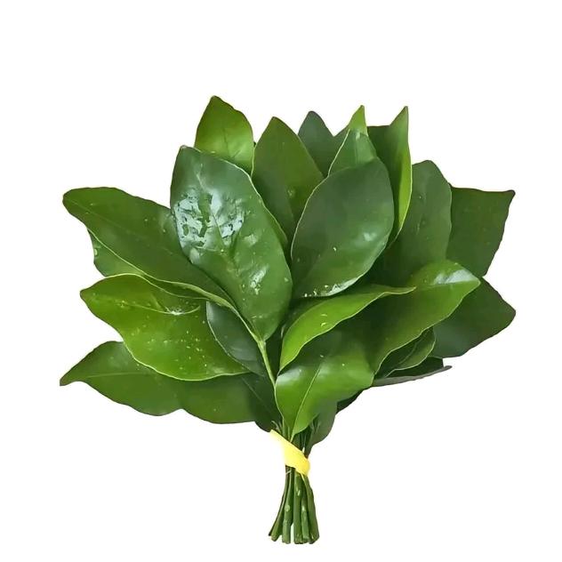 张大鱼