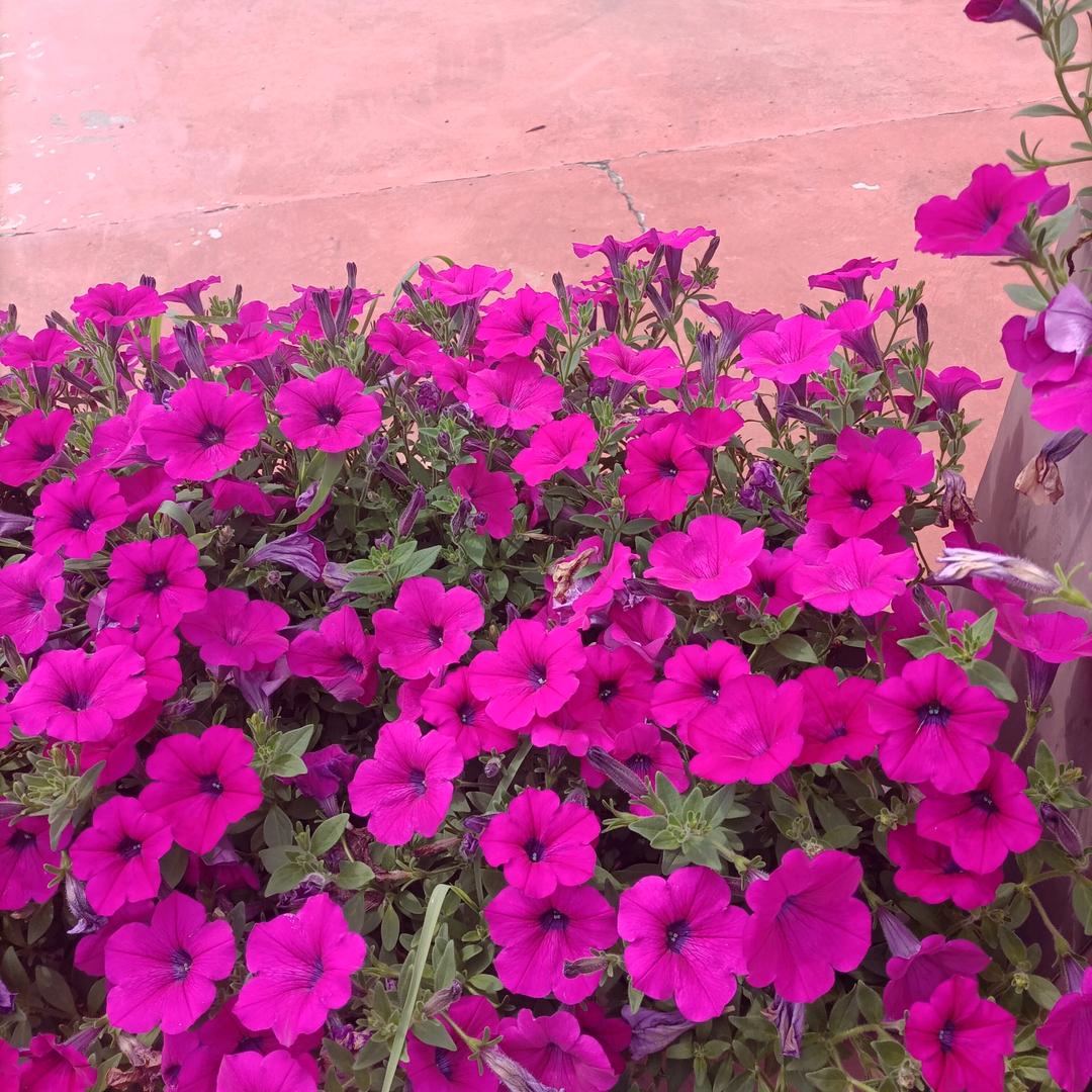 美满的生活👍👍👍