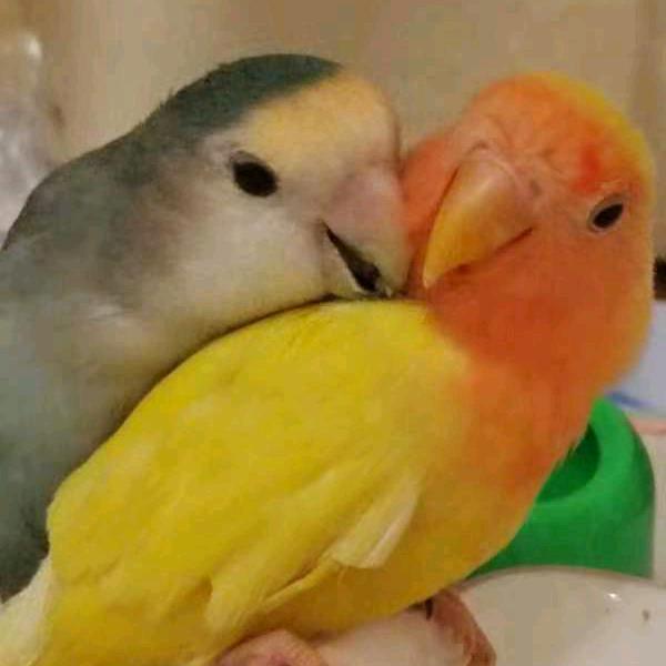 大脸不大