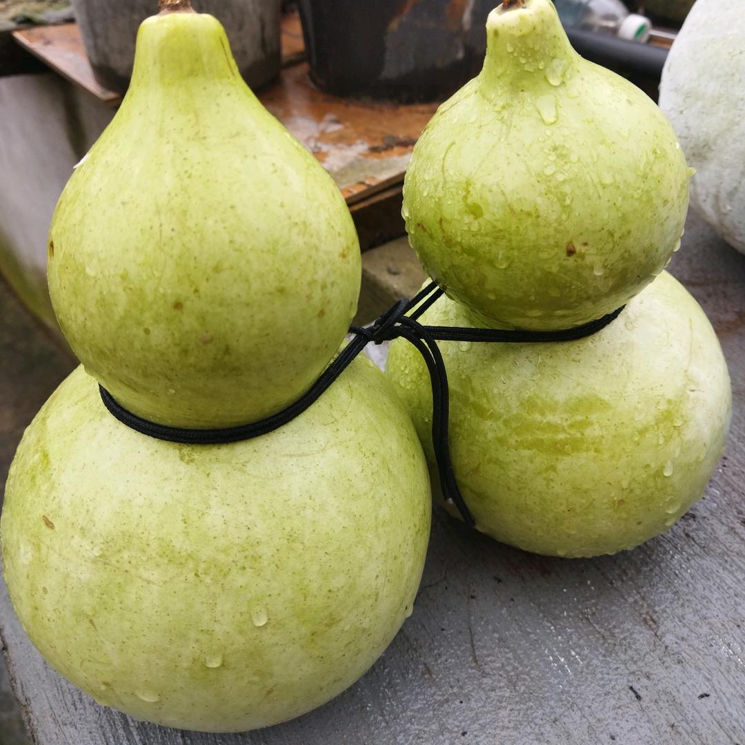 正常😊金金