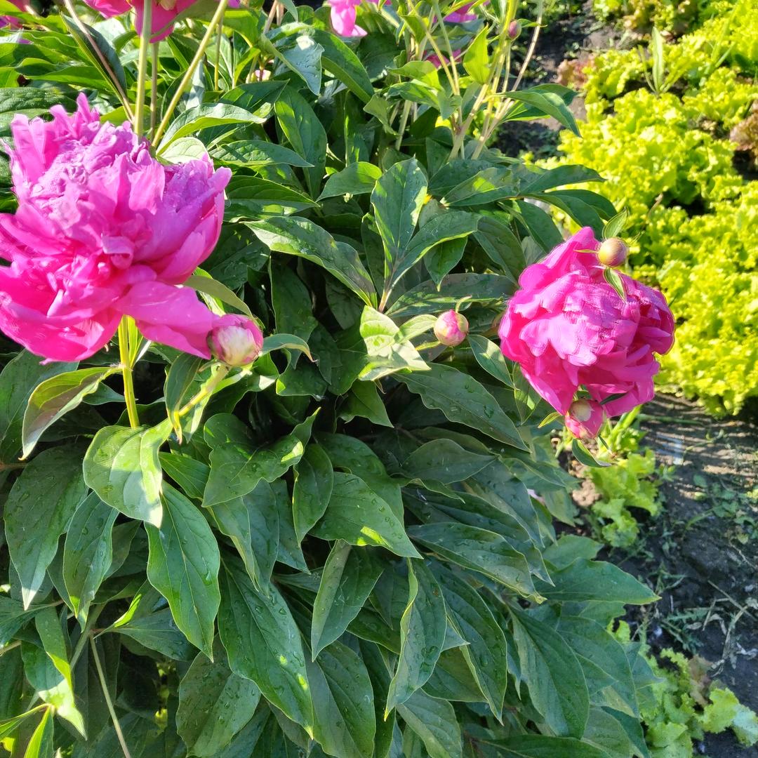 春暖花开🌸🌸🌸