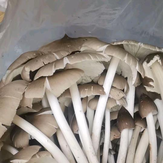 龚广波