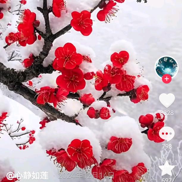 再梅烦恼🍷