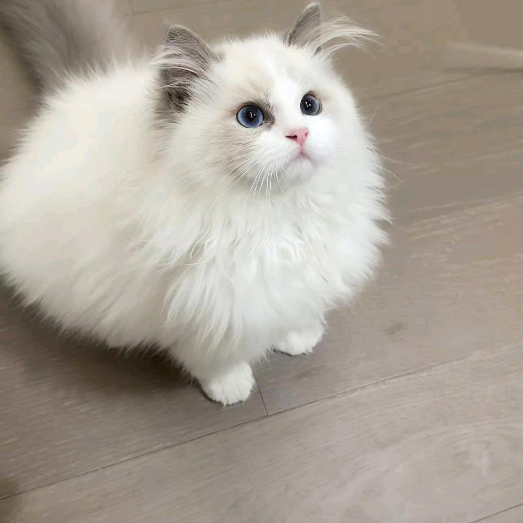 💞✧*｡٩(ˊᗜˋ*)و✧*｡