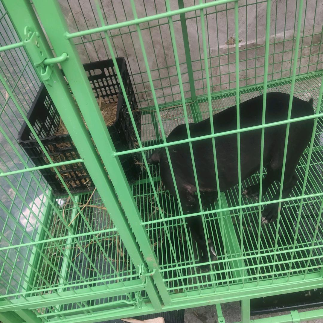 比特犬养殖繁殖