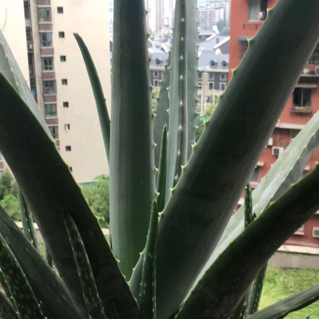 贞贞，再不疯就老了